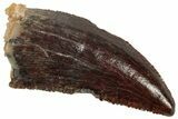 Serrated Raptor Tooth - Real Dinosaur Tooth #357958-1